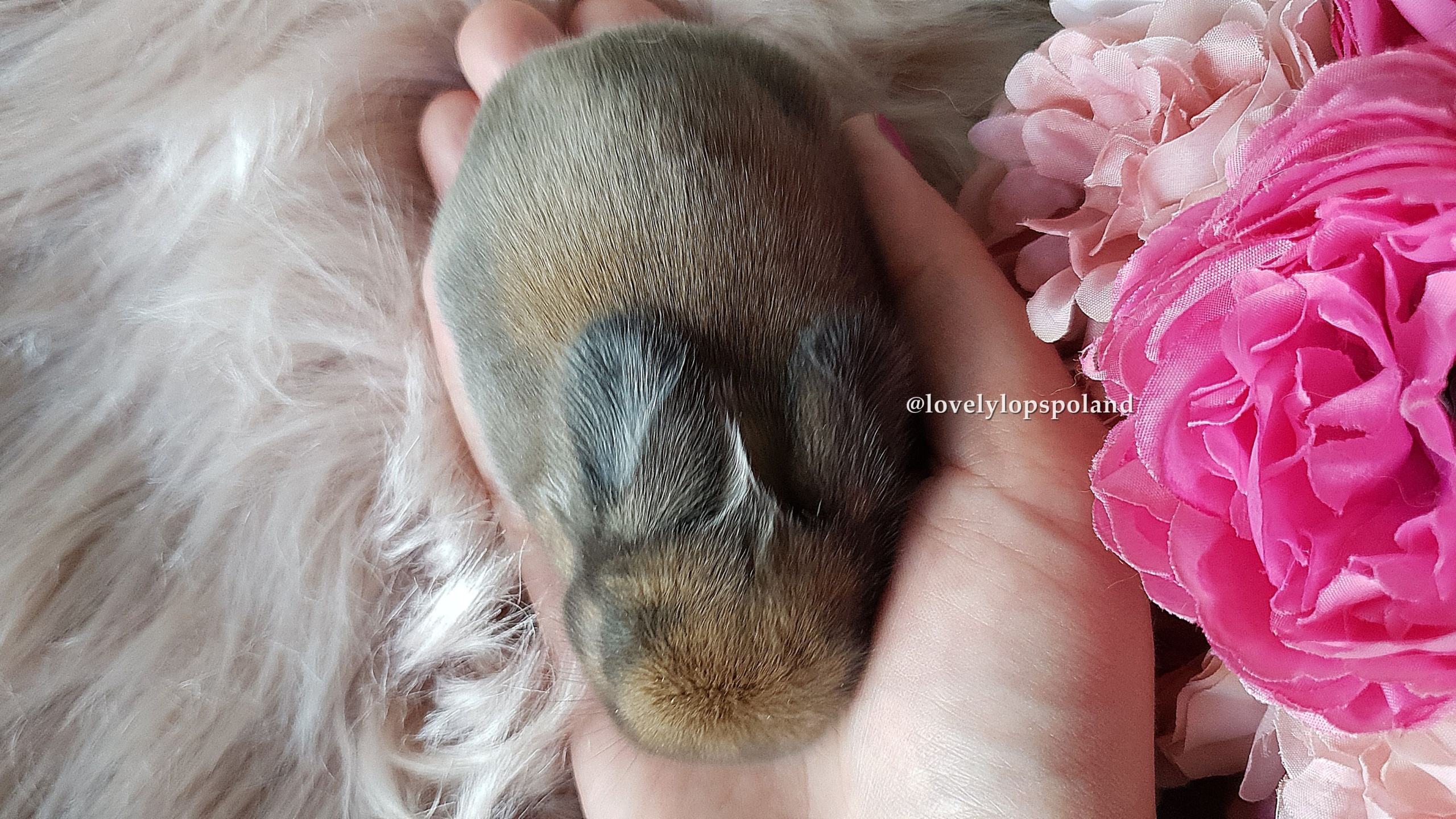 sooty fawn mini lop baby