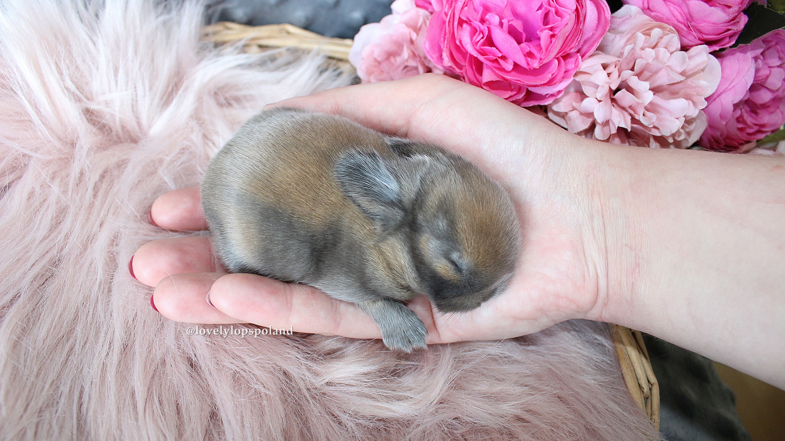 sooty fawn mini lop baby