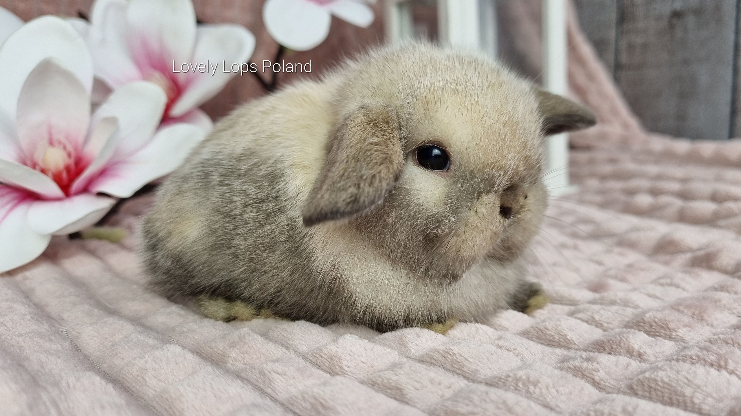 mini lop baby bunny